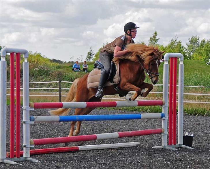 Islænder Sneggla - SejeSnegl over 100 cm. til Sjællandsstævnet.  billede 1