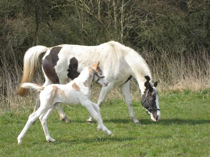 Pinto Damsgaards Cujo. - fuld fart frem. billede 8