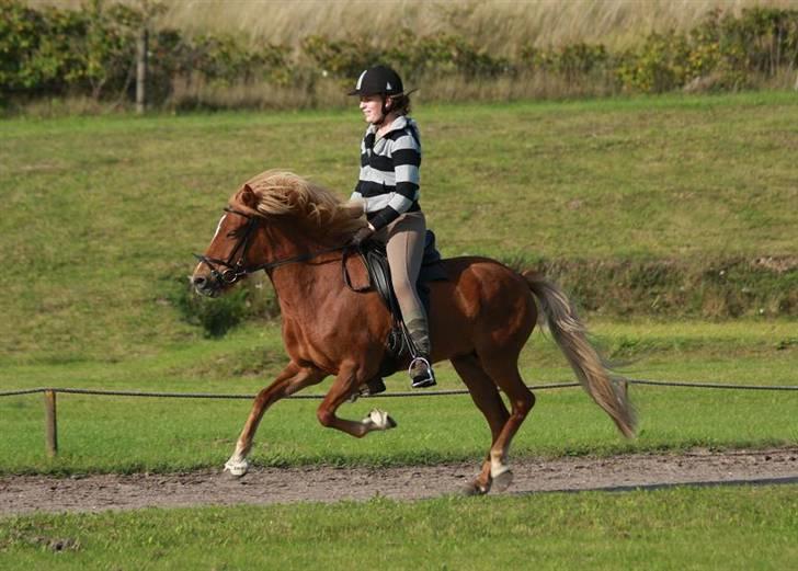 Islænder Sneggla - Galop med Sandra. billede 4