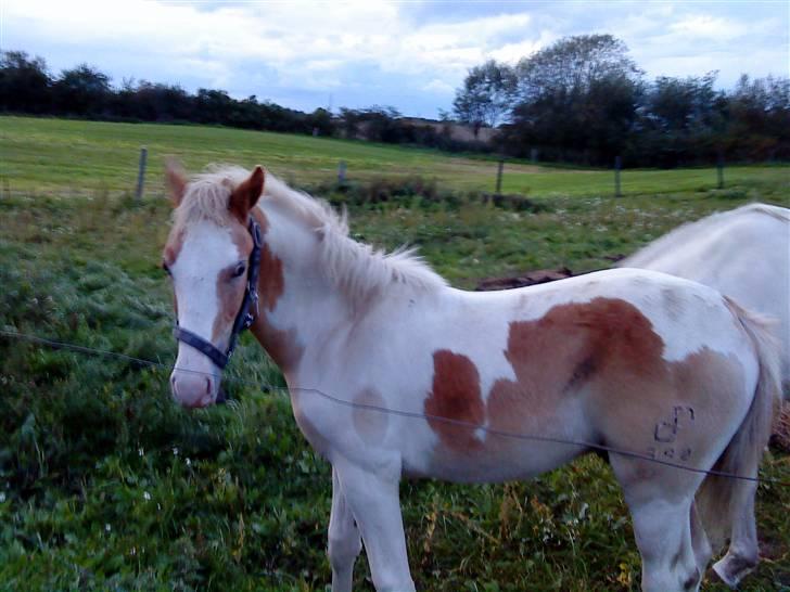 Pinto Damsgaards Cujo. - Oktober 2008. billede 9