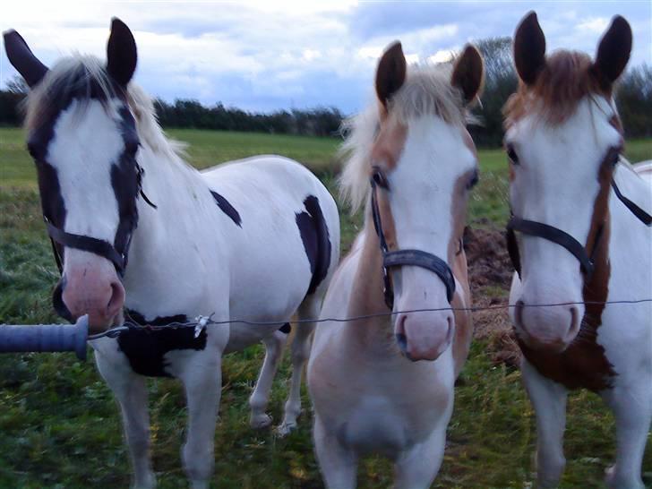 Pinto Damsgaards Cujo. billede 10