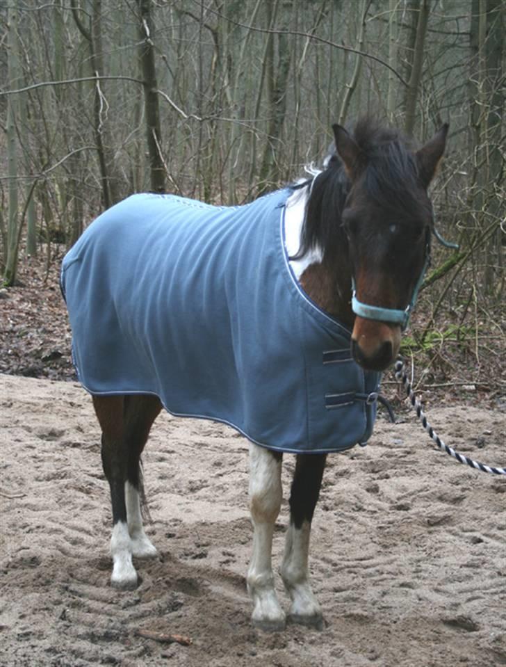 Anden særlig race Nørgaard's Chamri (solgt - Lidt betuttet. Første gang i skoven billede 2