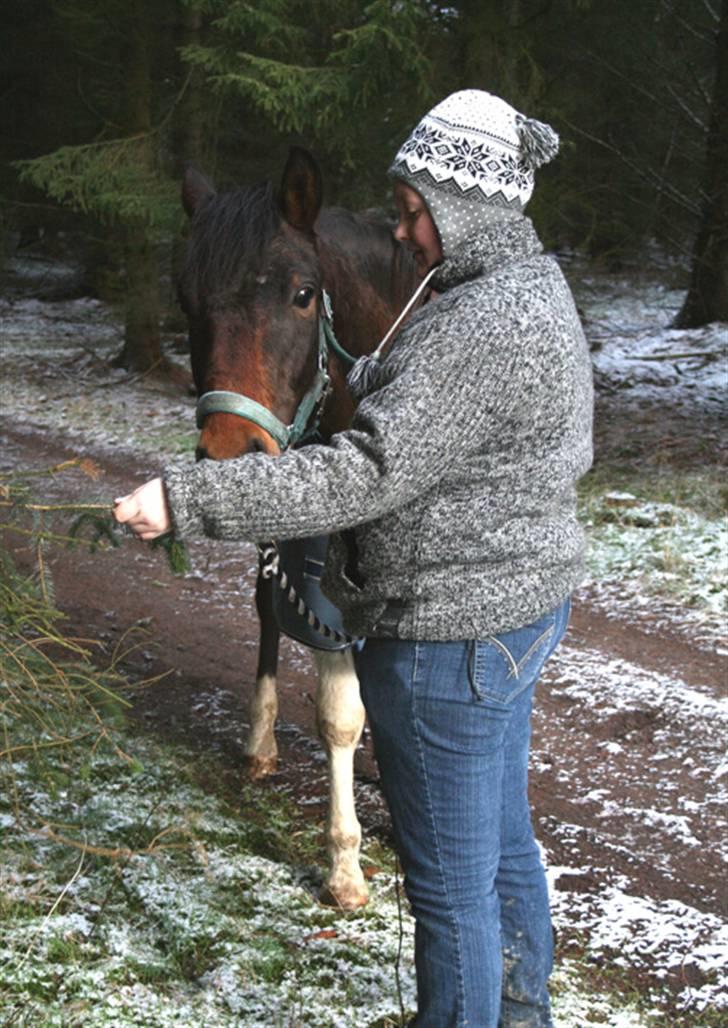 Anden særlig race Nørgaard's Chamri (solgt - Hilser på en grangren billede 3