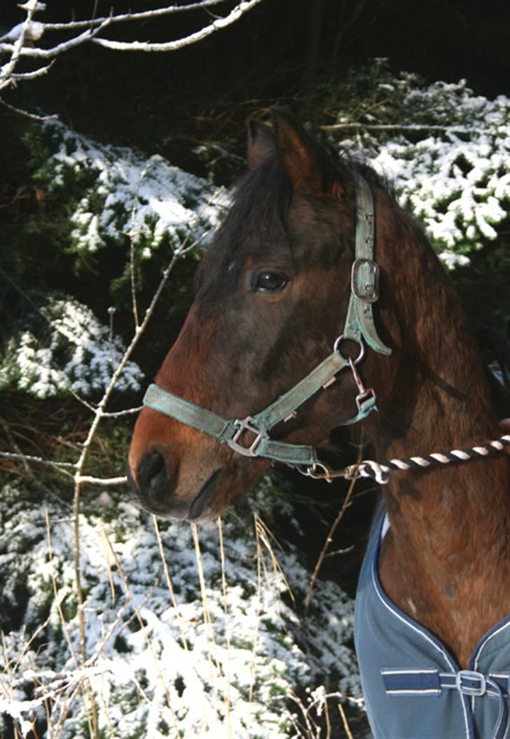 Anden særlig race Nørgaard's Chamri (solgt billede 4
