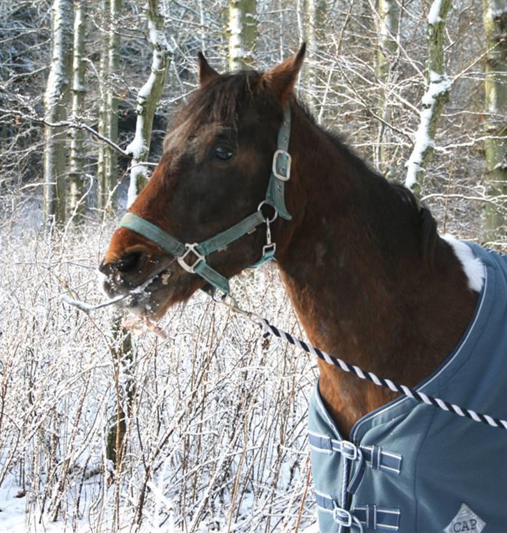 Anden særlig race Nørgaard's Chamri (solgt - Mums en pind billede 5