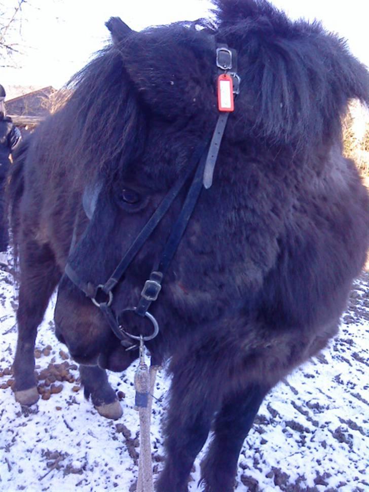 Islænder köldi<3 - elsker det billede! billede 11