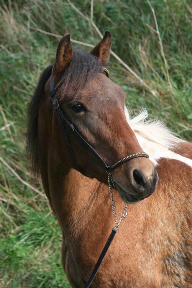 Anden særlig race Nørgaard's Chamri (solgt billede 6