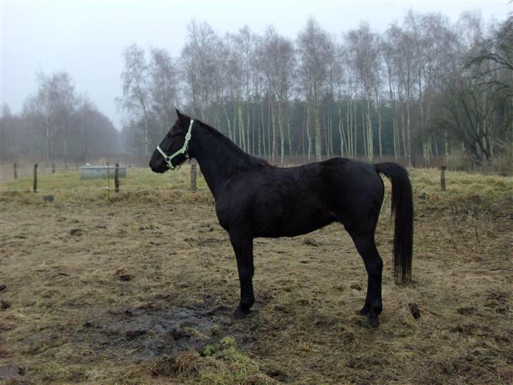 Anden særlig race Micado - Micado´s første dag på den nye fold billede 1