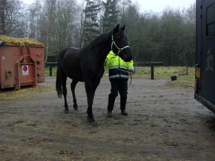 Anden særlig race Micado - Vi inspicerer gårdspladsen :0) billede 3