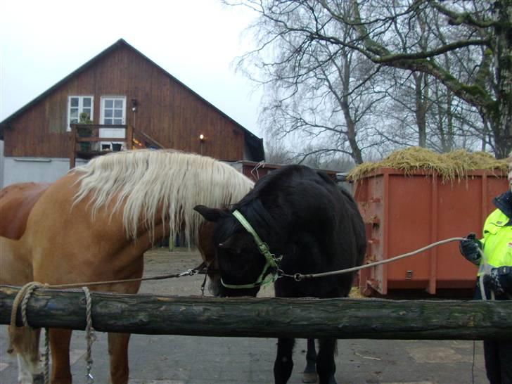 Anden særlig race Micado - Micado hilser på sin nye foldkammerat, Harald Blåtand, før de skal på fold billede 4