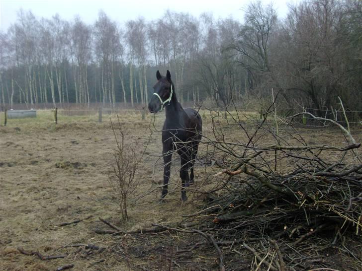 Anden særlig race Micado - Hov, en stak grene man kan tygge i!! billede 5
