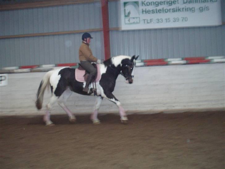 Pinto Horsebjerg Mellow billede 14