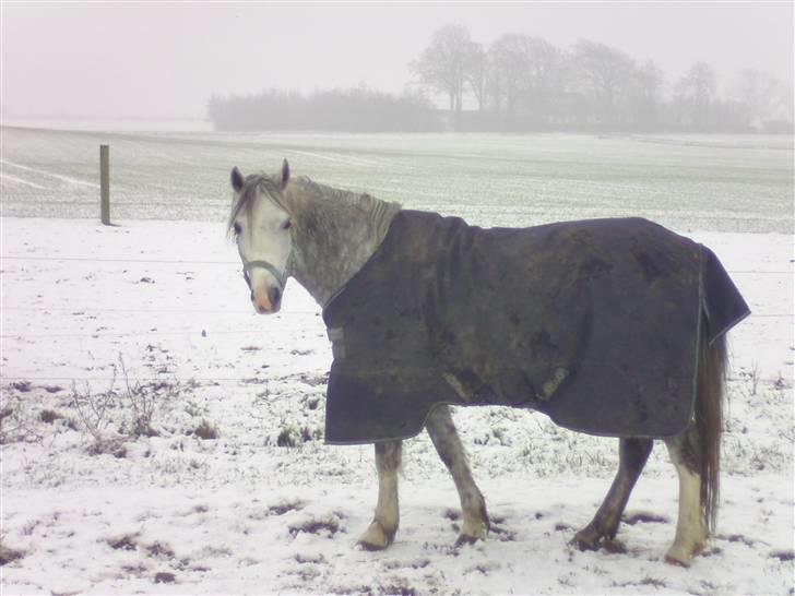 Welsh Pony (sec B) Klintholm's Sir Charles - Charles på fold billede 5
