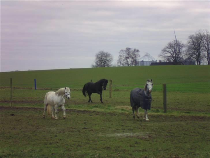 Welsh Pony (sec B) Klintholm's Sir Charles - Sofus & Charles med Figaro i baggrunden billede 6