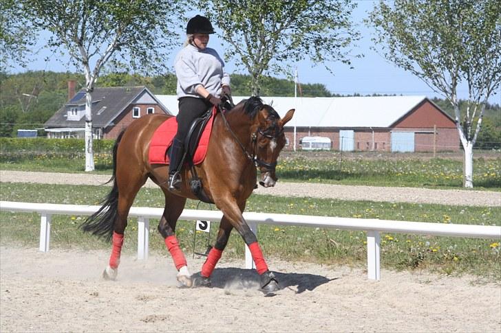 Westfaler Ronja - d 29 maj 2010 billede 8