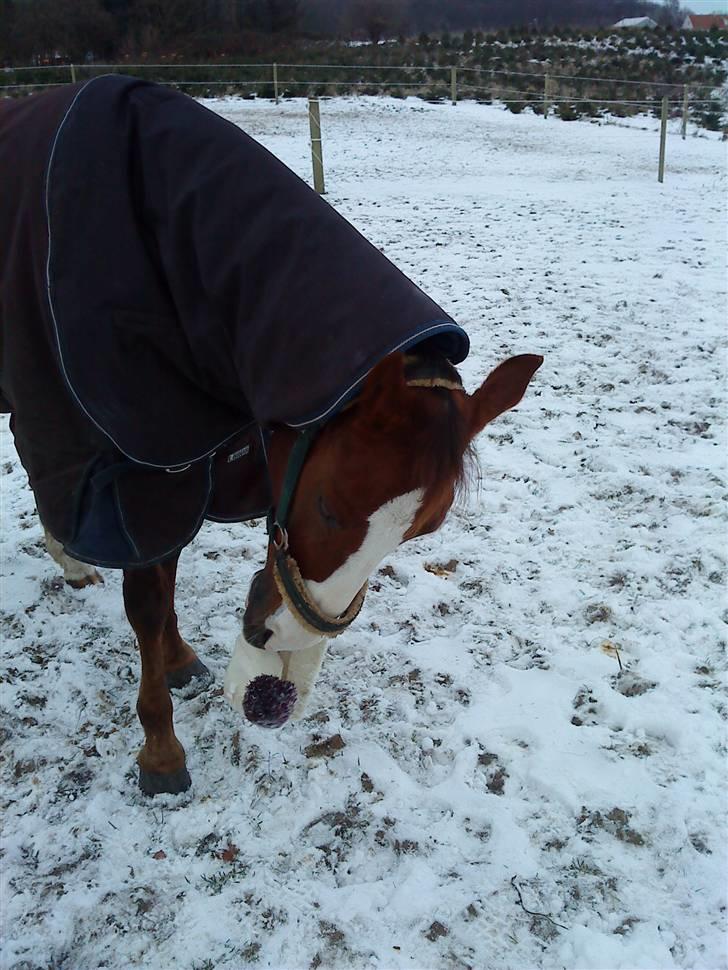 DSP Milan [SOLGT] - Sikke en flot Hue Charlotte har´ den må jeg smage på :b billede 13