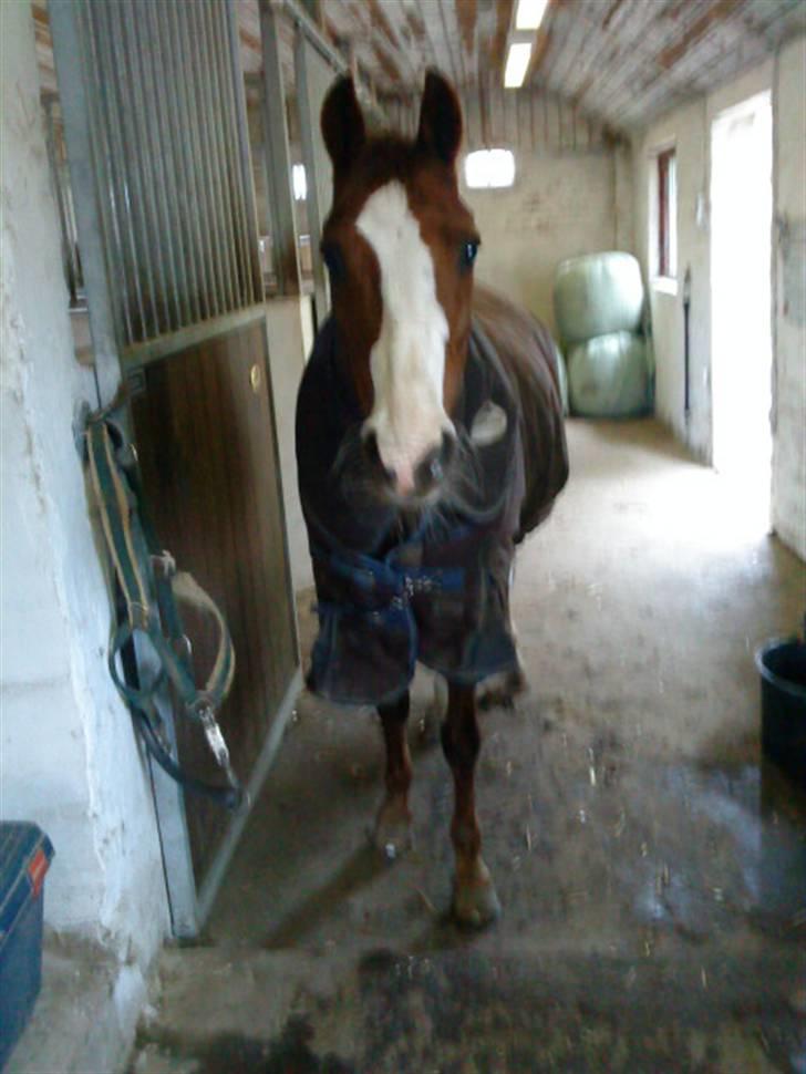 DSP Milan [SOLGT] - Har du mon en gulerrod til mig Charlotte :b billede 14