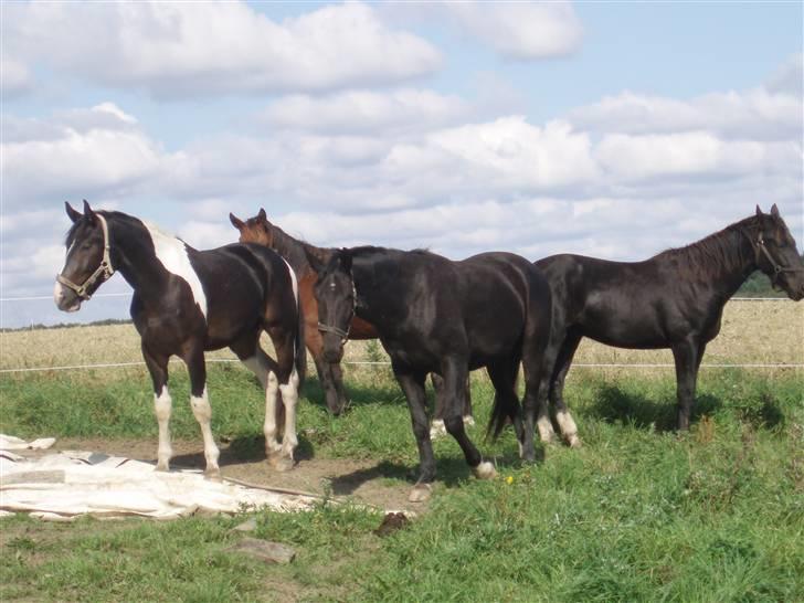 Pinto Horsebjerg Godfather billede 16