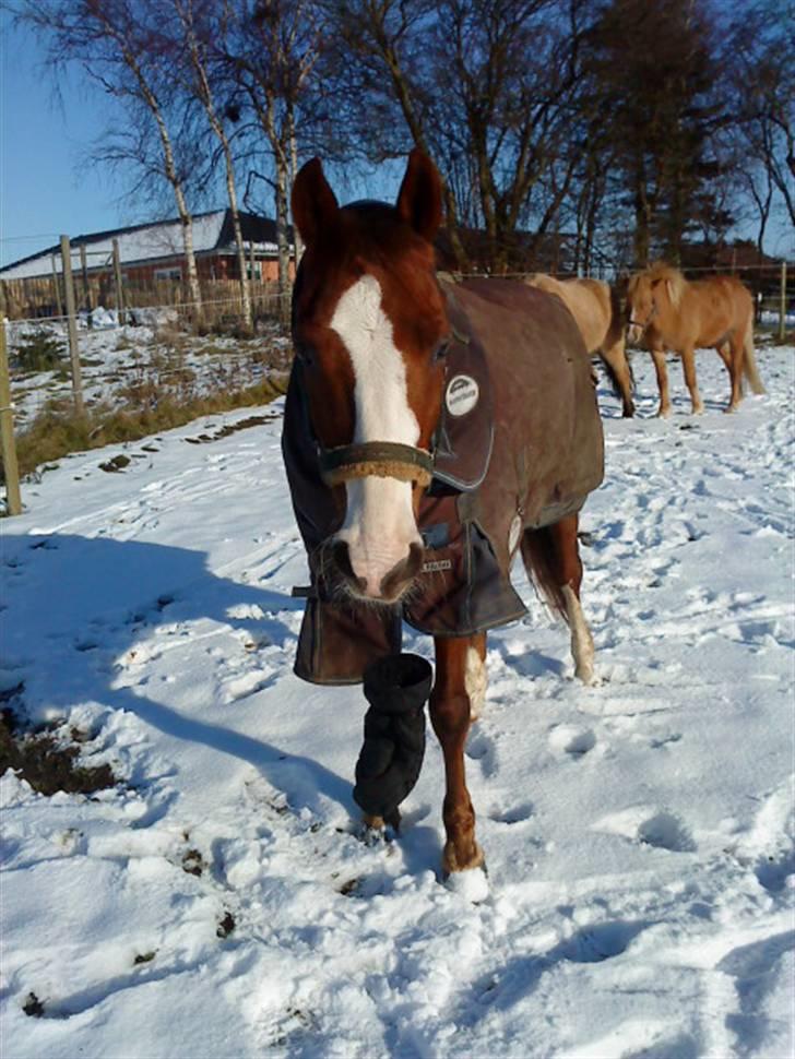 DSP Milan [SOLGT] - Uh, sikke dejligt Milan vejr it´s if today :b billede 15