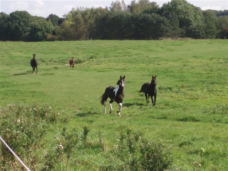 Pinto Horsebjerg Godfather billede 17