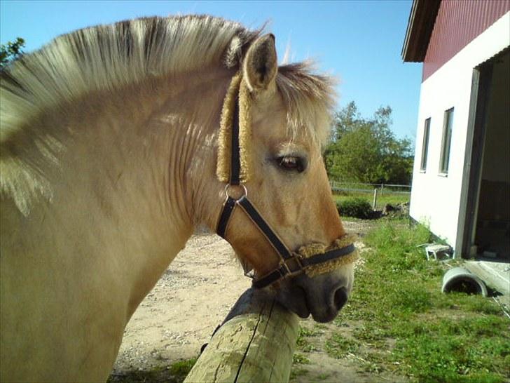 Fjordhest Prins Rose ( Part ) - 1) Velkommen til Prins Roses profil <3 billede 1