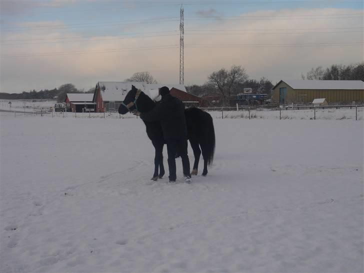 Anglo Araber (AA) Quenzy *R.I.P* - Striglning i sneen, feb. 2009 billede 11