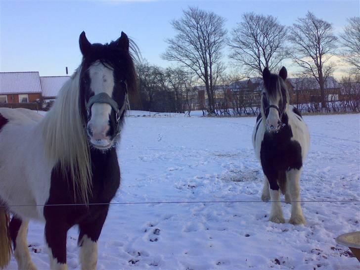 Tinker Elvis - mig og min ven aidan billede 11