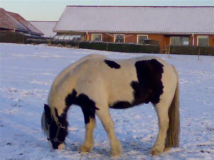 Tinker Elvis - er der mon noget under sneén....... billede 13