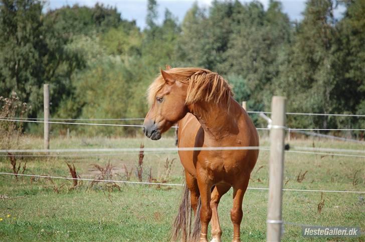Bashkir Curly Højregaardens Teddi - smuksakken (: billede 9