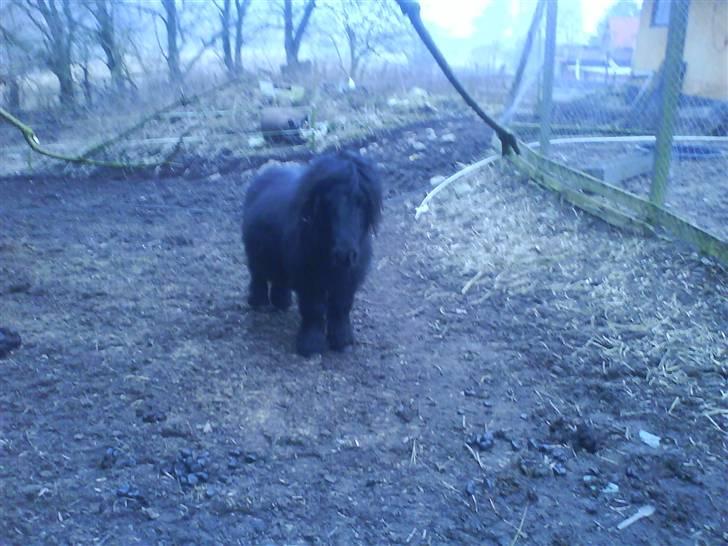 Shetlænder Komet - i hans fine vinter frakke foto: mig #10 billede 10