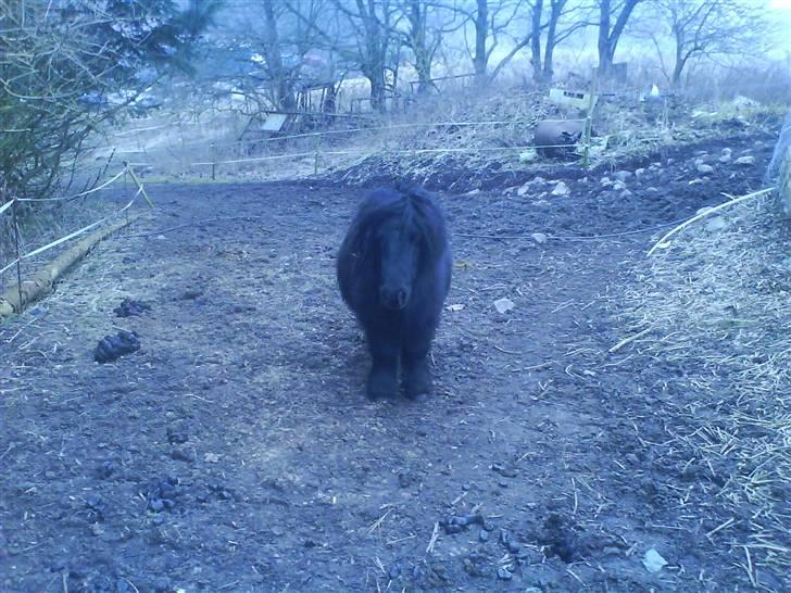 Shetlænder Komet - igen den flotte vinter frakke foto: mig #11 billede 11