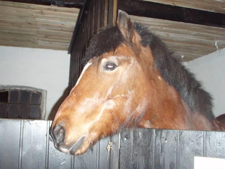 New Forest Marcho's Mistrall (lukas) R.I.P billede 2