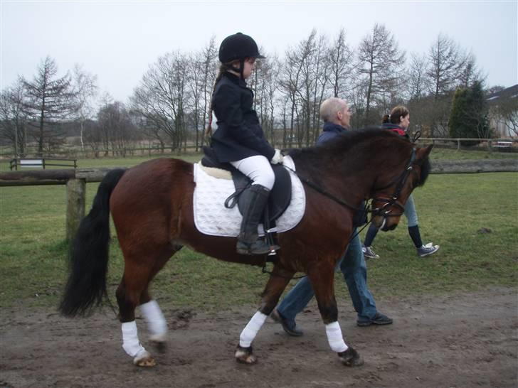 New Forest Marcho's Mistrall (lukas) R.I.P billede 5