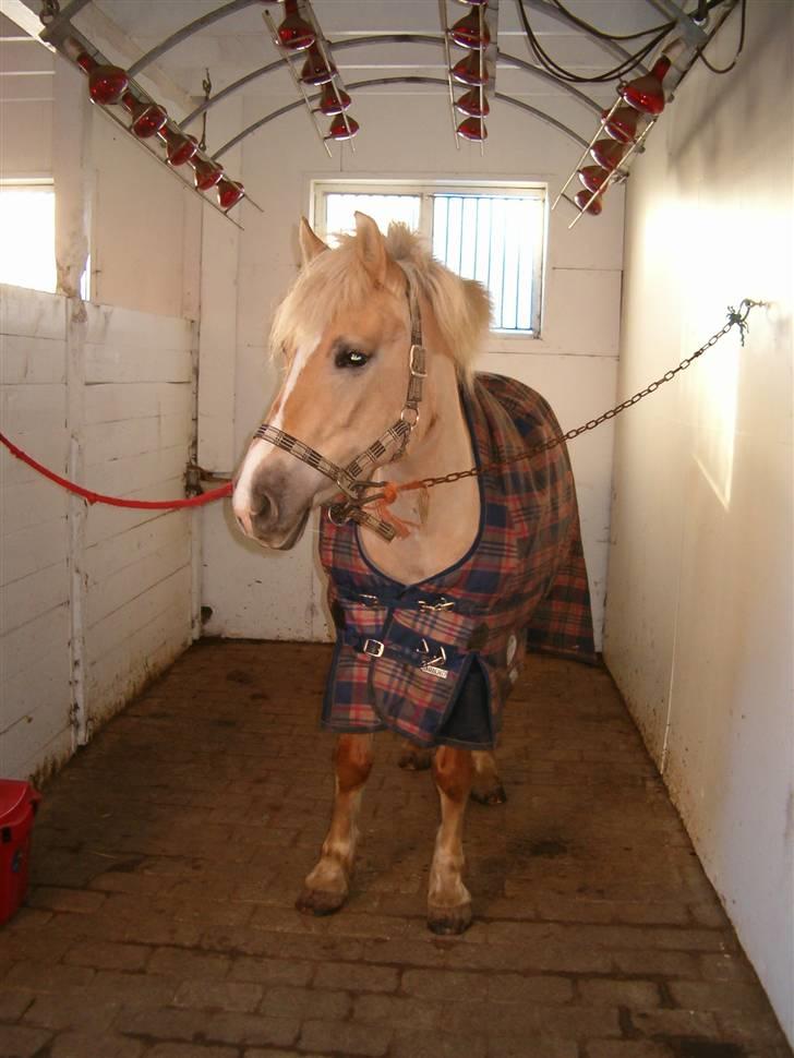 Anden særlig race Duchesse - Dysse <3 billede 15