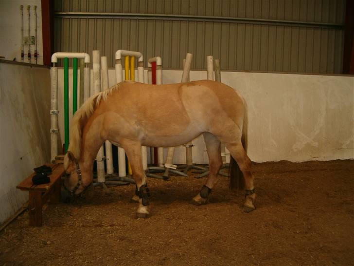 Anden særlig race Duchesse - Duchesse i ridehuset :D Taget den 13/2 - 09 billede 16