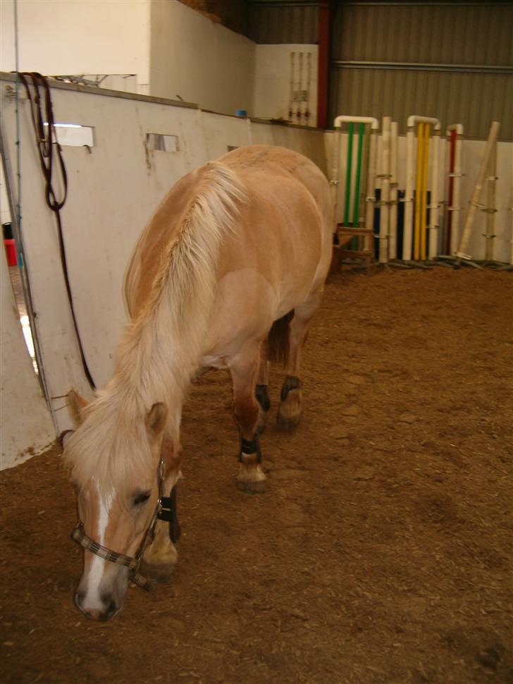 Anden særlig race Duchesse - Duchesse i ridehuset :D Taget den 13/2 - 09 billede 17