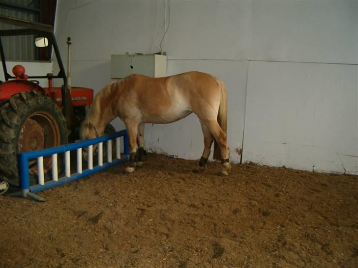 Anden særlig race Duchesse - Duchesse kigger på traktor :D hehe Taget den 13/2 - 09 billede 18