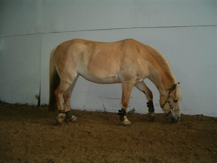 Anden særlig race Duchesse - Duchesse <3 billede 19