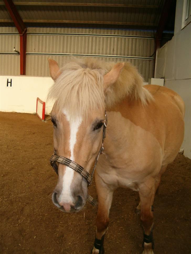 Anden særlig race Duchesse - Surt hun ser lidt tyk ud på det her billede, for det er hun ikke.. men godt billde alligevel :D Taget den 13/2 - 09 billede 20