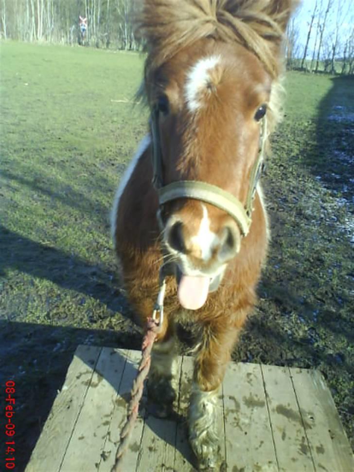 Shetlænder ¬ PINTO <3 - (12) Pinto, jeg elsker dig. Fra nu af - altid ! < 3.. :-* Du er lyset. billede 12