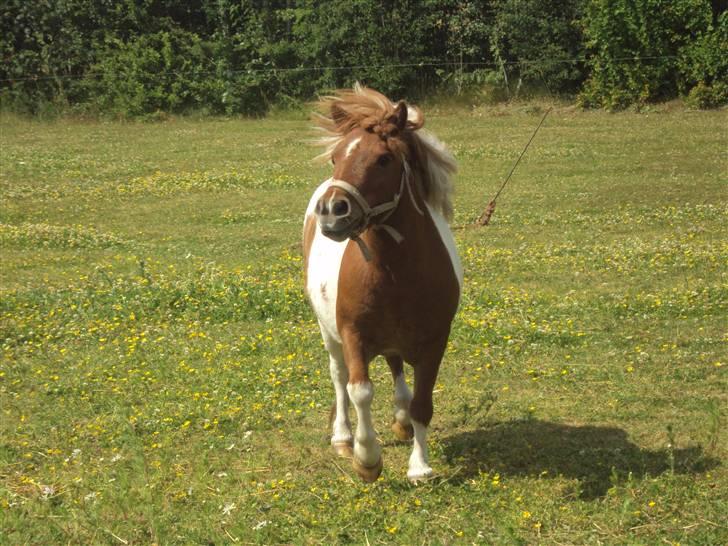 Shetlænder ¬ PINTO <3 - (13) Han elsker at blære sig lidt! dx billede 13