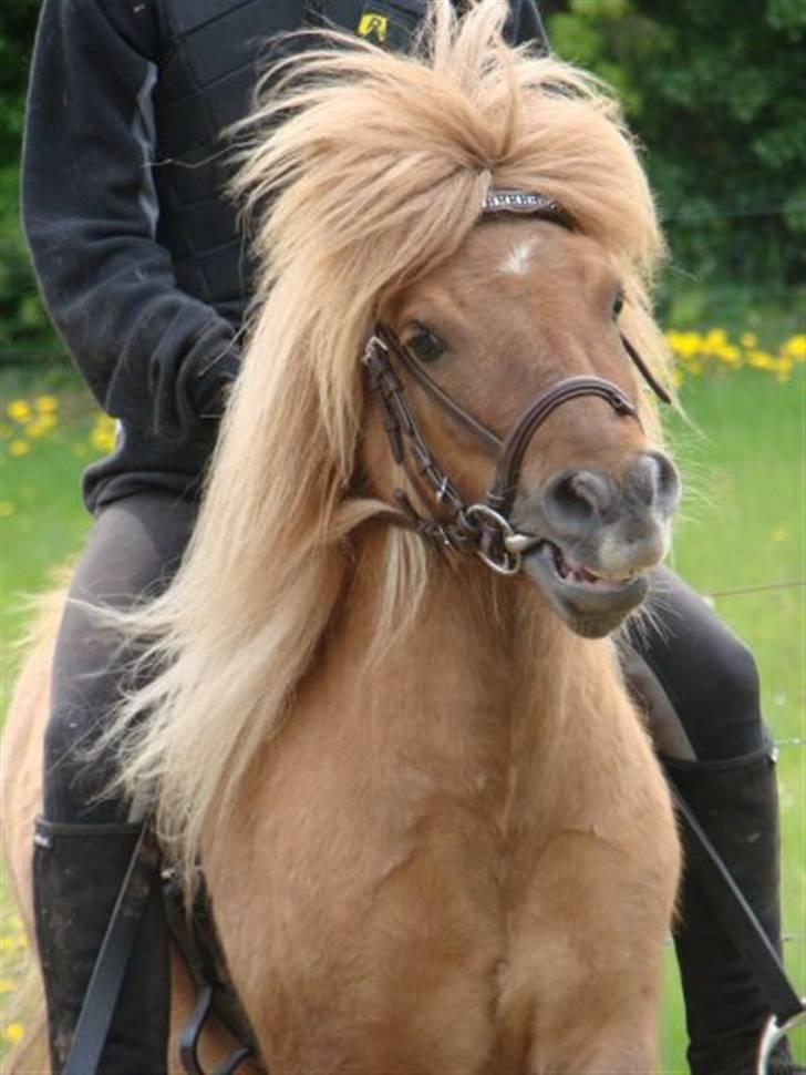 Shetlænder Fnuggi *den lille hingst* - i luv u ! foto: Rex (; billede 2