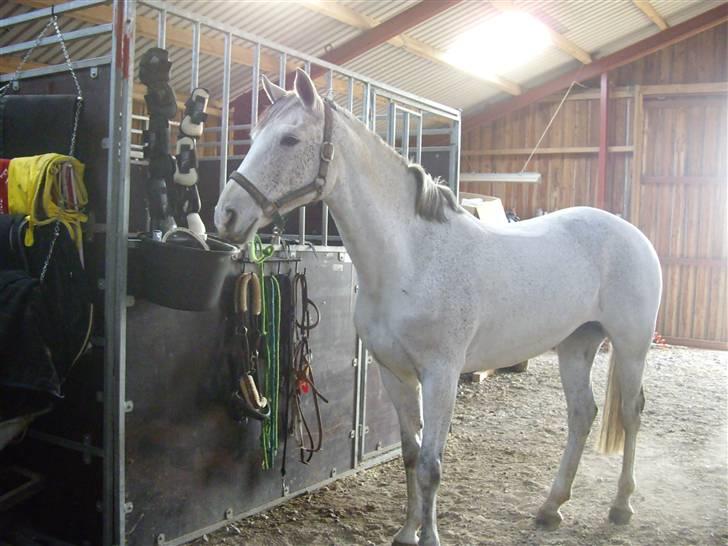 Connemara | Jenny'S Rocket  billede 3