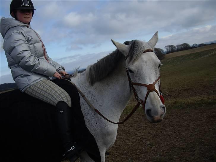 Connemara | Jenny'S Rocket  billede 5