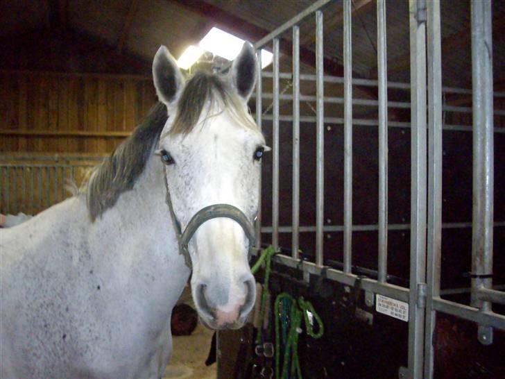 Connemara | Jenny'S Rocket  - Hej venner ;) billede 6