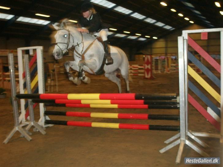 Connemara | Jenny'S Rocket  - Mb. Frederikke & Jenny <3 billede 7