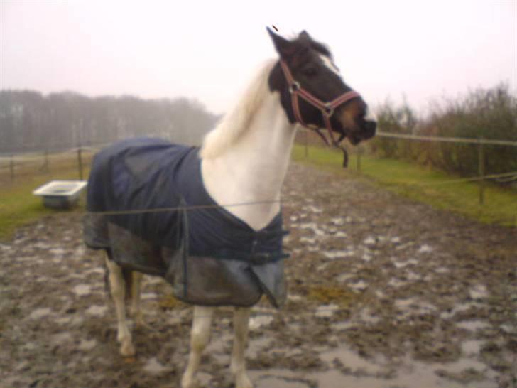 Hollandsk Sportspony Winnietou solgt:`( billede 10