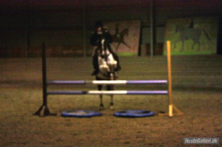 Hollandsk Sportspony Winnietou solgt:`( billede 11