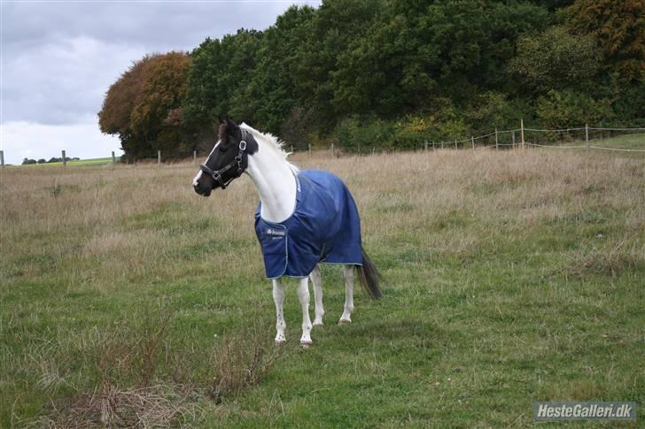 Hollandsk Sportspony Winnietou solgt:`( billede 12