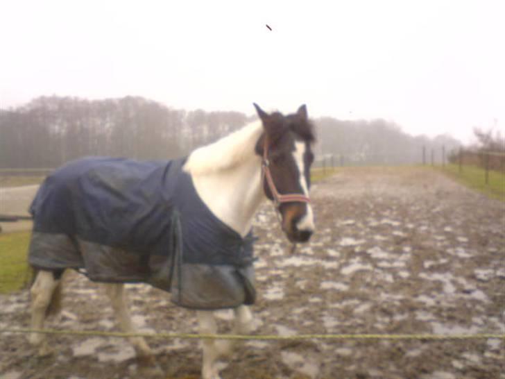 Hollandsk Sportspony Winnietou solgt:`( billede 13